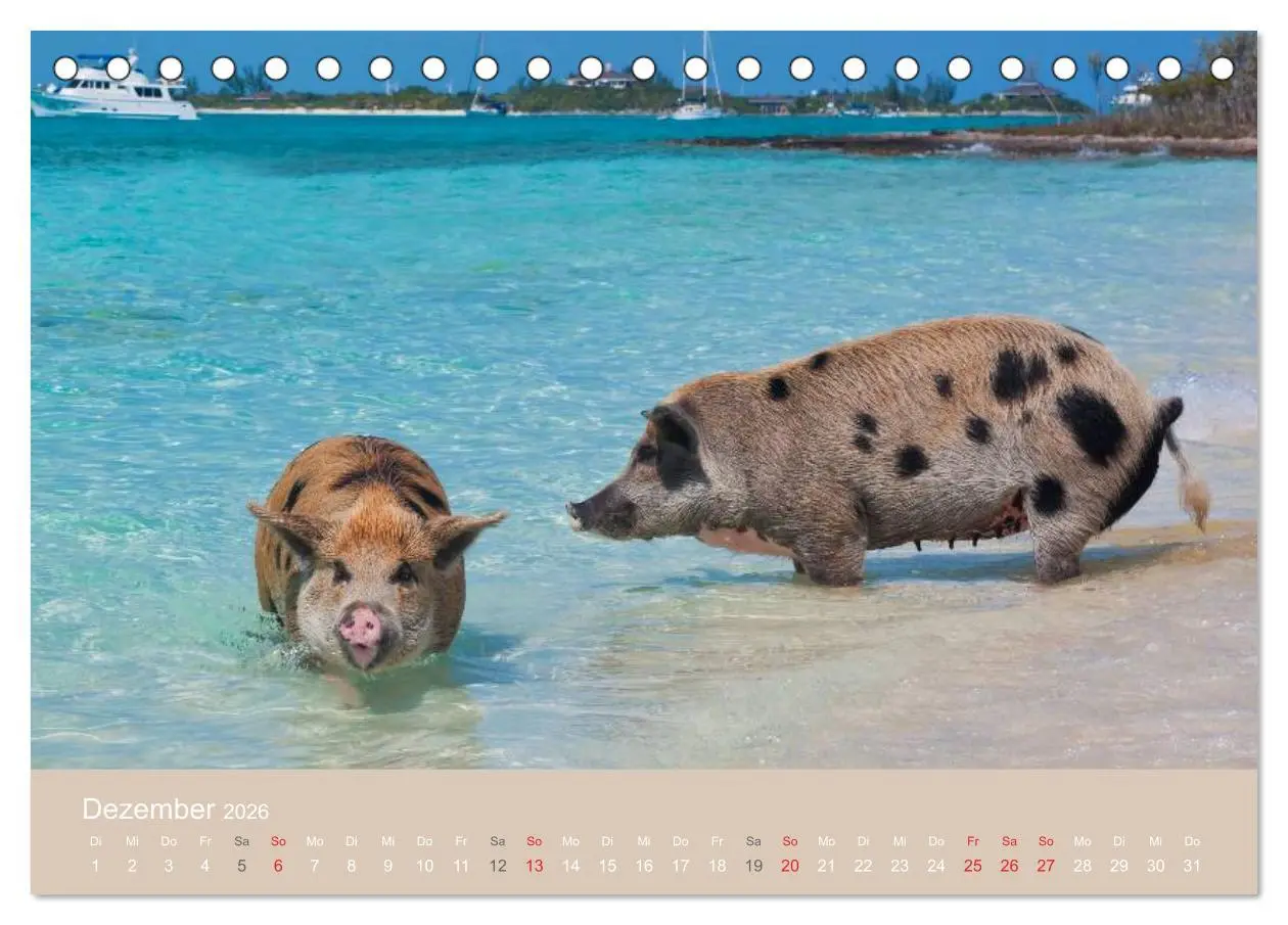 Bild: 9783516223767 | Schwimmende Schweine auf den Bahamas! (Tischkalender 2026 DIN A5...