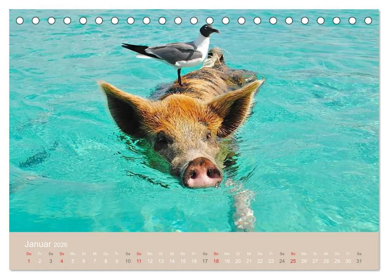 Bild: 9783516223767 | Schwimmende Schweine auf den Bahamas! (Tischkalender 2026 DIN A5...