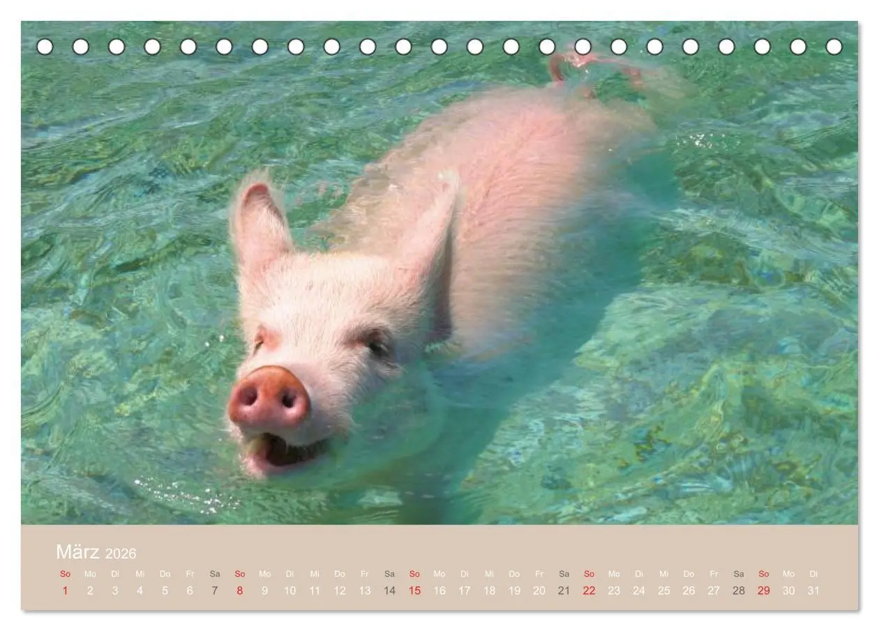 Bild: 9783516223767 | Schwimmende Schweine auf den Bahamas! (Tischkalender 2026 DIN A5...