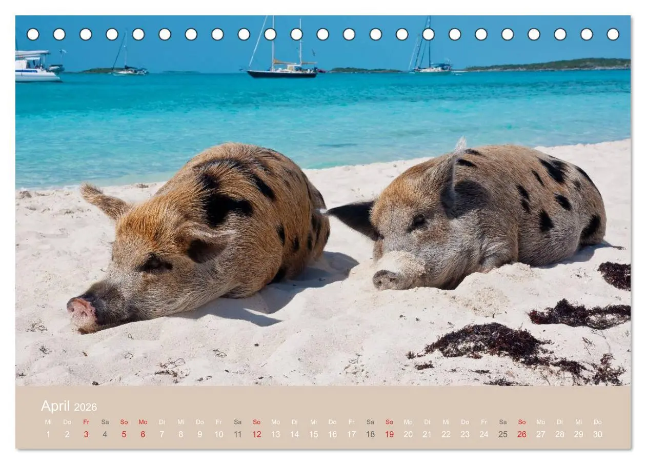 Bild: 9783516223767 | Schwimmende Schweine auf den Bahamas! (Tischkalender 2026 DIN A5...