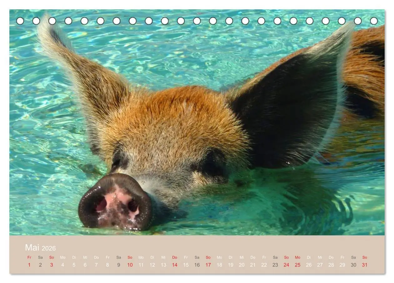 Bild: 9783516223767 | Schwimmende Schweine auf den Bahamas! (Tischkalender 2026 DIN A5...