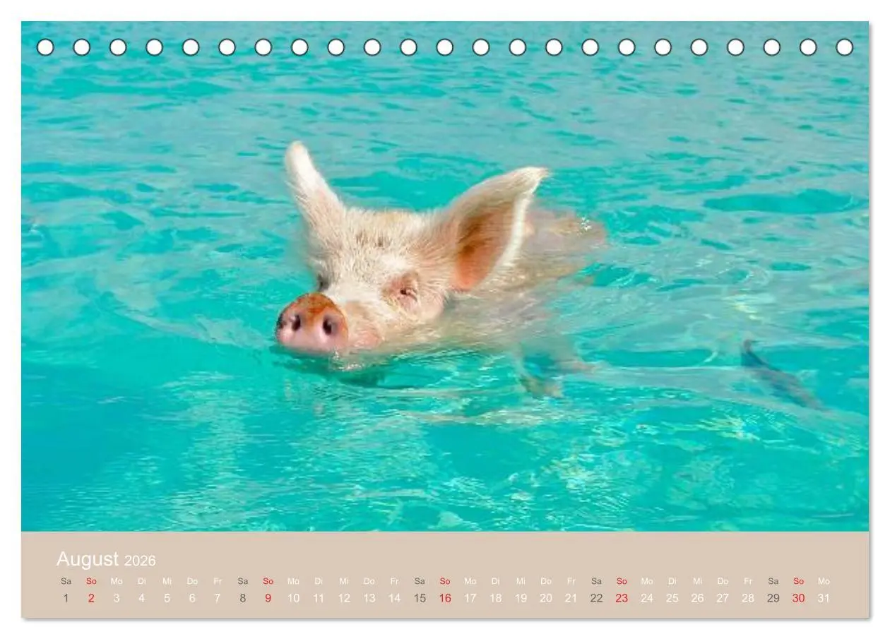 Bild: 9783516223767 | Schwimmende Schweine auf den Bahamas! (Tischkalender 2026 DIN A5...