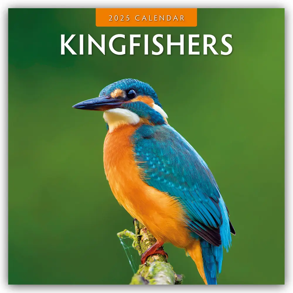 Cover: 9781804423967 | Kingfishers - Eisvögel 2025 - 16-Monatskalender | Ltd | Kalender