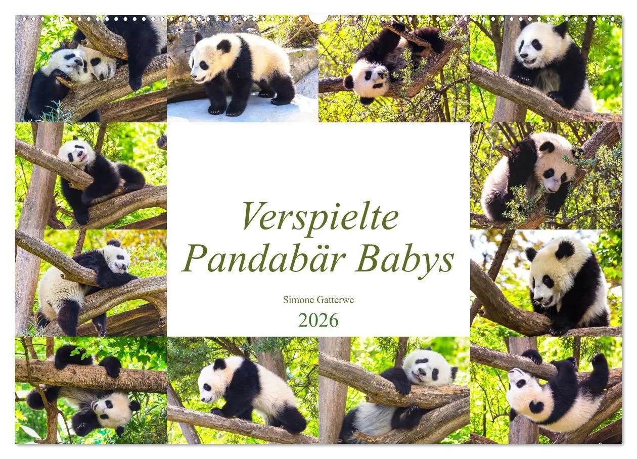 Cover: 9783457803967 | Pandabär Babys (Wandkalender 2026 DIN A2 quer), CALVENDO...