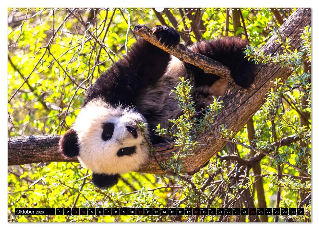 Bild: 9783457803967 | Pandabär Babys (Wandkalender 2026 DIN A2 quer), CALVENDO...