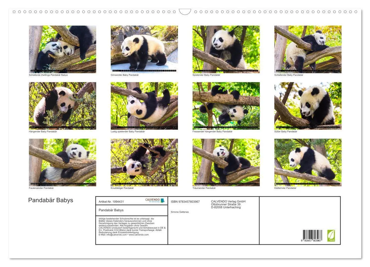 Bild: 9783457803967 | Pandabär Babys (Wandkalender 2026 DIN A2 quer), CALVENDO...