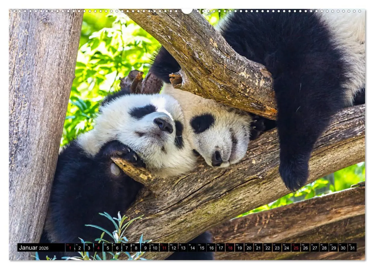 Bild: 9783457803967 | Pandabär Babys (Wandkalender 2026 DIN A2 quer), CALVENDO...