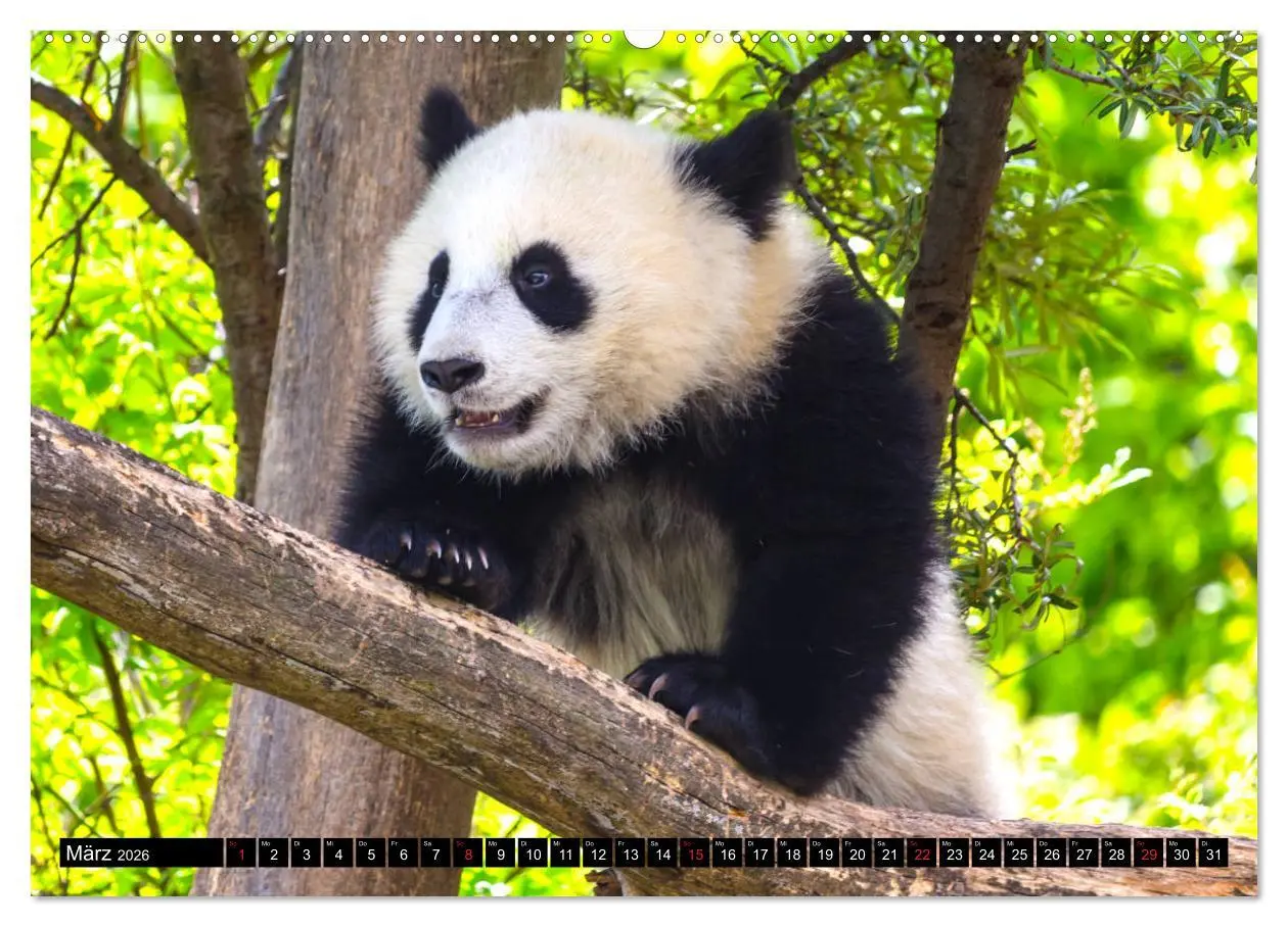 Bild: 9783457803967 | Pandabär Babys (Wandkalender 2026 DIN A2 quer), CALVENDO...