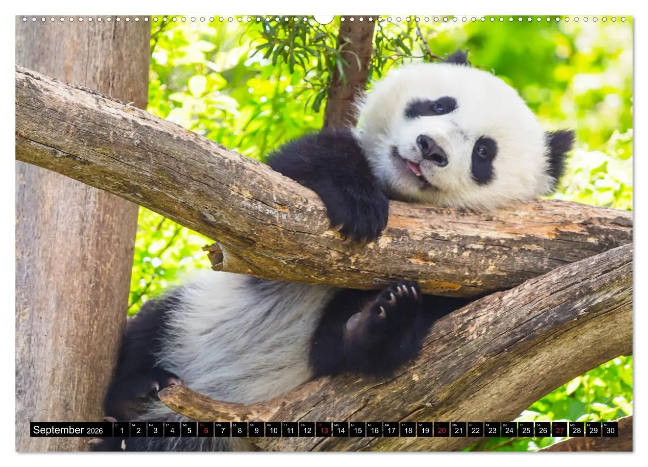 Bild: 9783457803967 | Pandabär Babys (Wandkalender 2026 DIN A2 quer), CALVENDO...