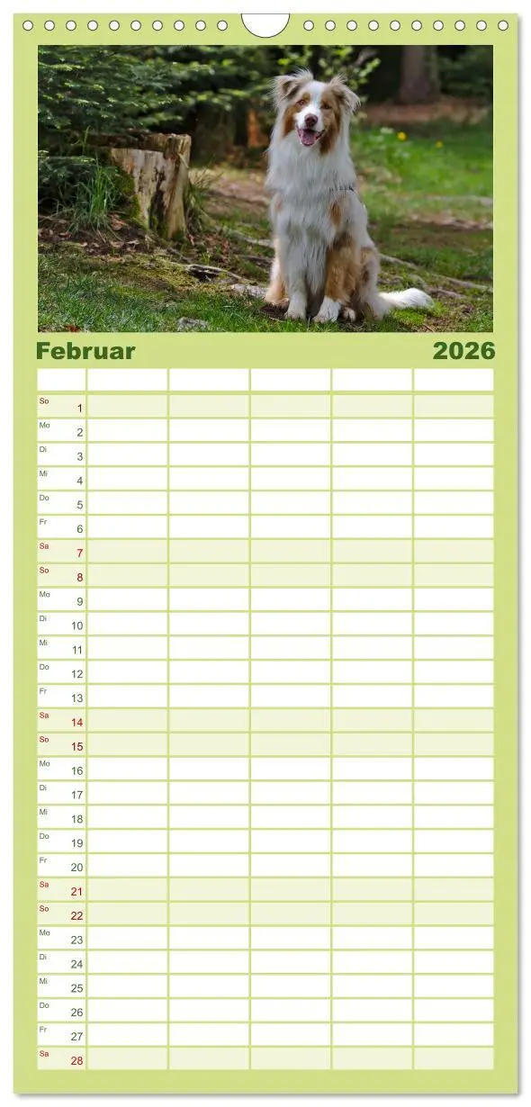 Bild: 9783516513967 | Familienplaner 2026 - Australian Shepherd - Augenblicke mit 5...
