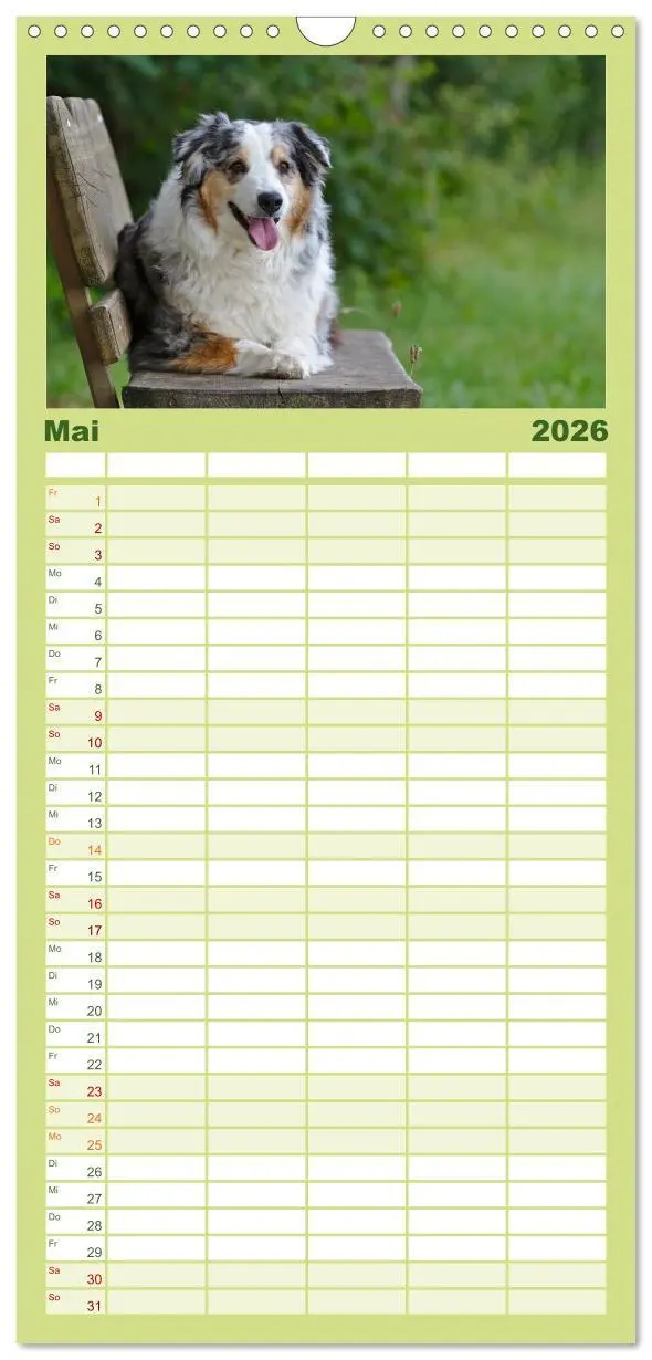 Bild: 9783516513967 | Familienplaner 2026 - Australian Shepherd - Augenblicke mit 5...