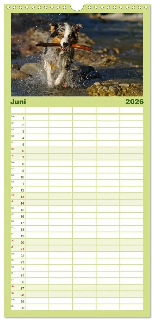 Bild: 9783516513967 | Familienplaner 2026 - Australian Shepherd - Augenblicke mit 5...