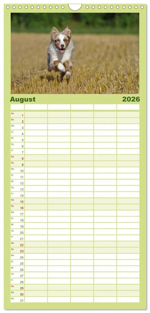 Bild: 9783516513967 | Familienplaner 2026 - Australian Shepherd - Augenblicke mit 5...