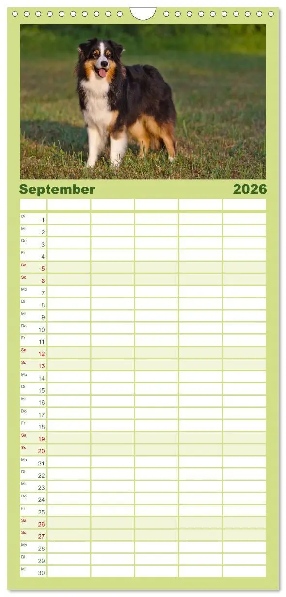 Bild: 9783516513967 | Familienplaner 2026 - Australian Shepherd - Augenblicke mit 5...