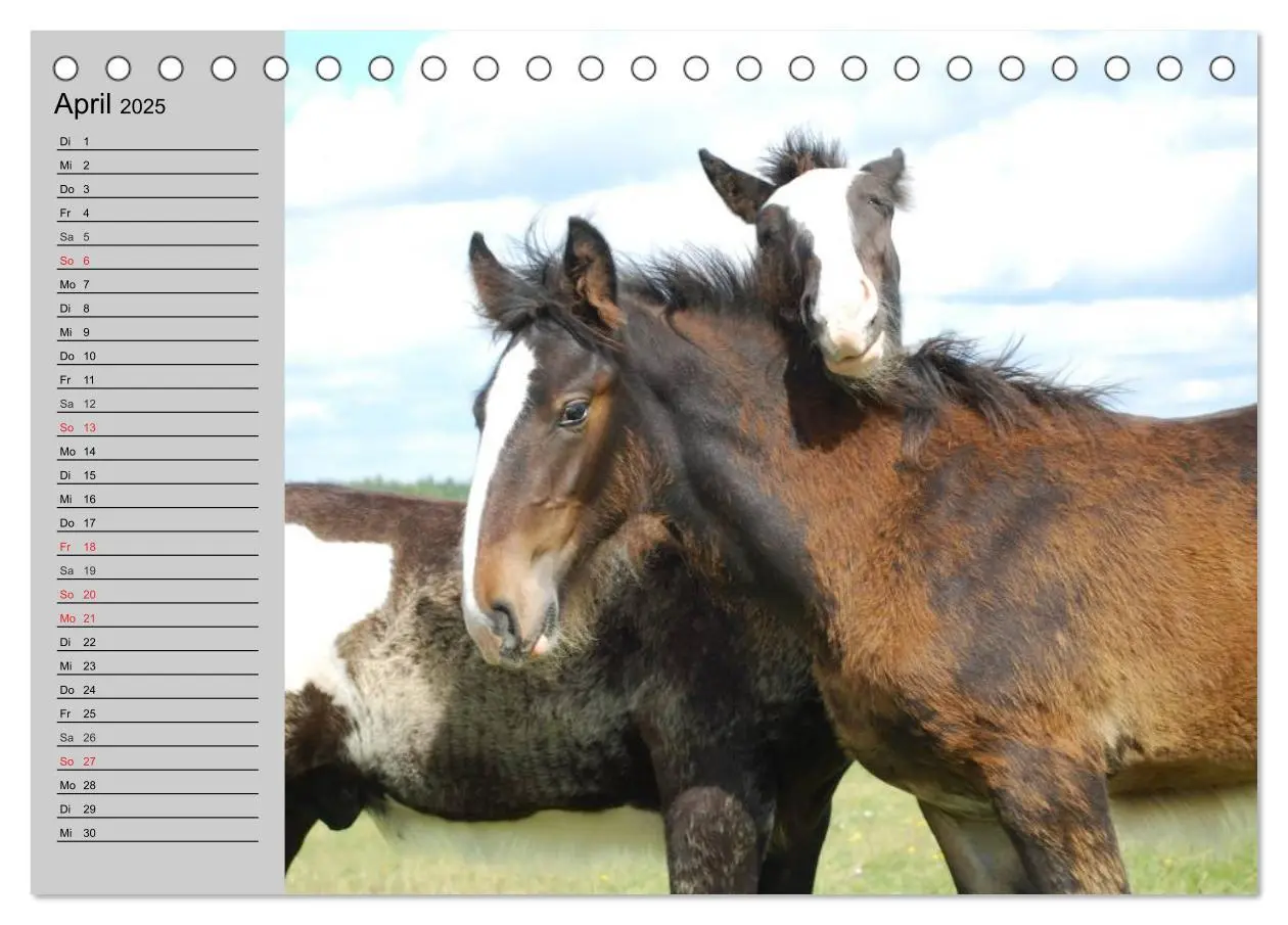 Bild: 9783435534067 | Das Shire Horse. Impressionen (Tischkalender 2025 DIN A5 quer),...