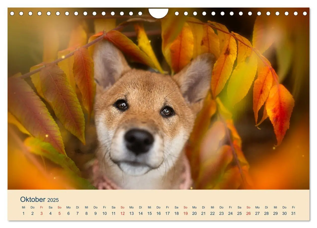 Bild: 9783457234167 | Shiba Inu - mutig, treu, selbstbewusst (Wandkalender 2025 DIN A4...