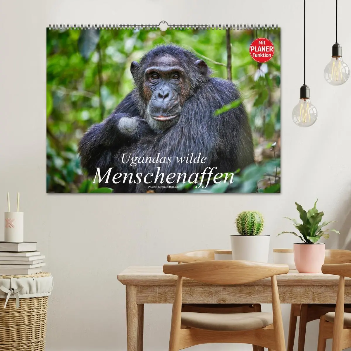 Bild: 9783516014167 | Ugandas wilde Menschenaffen (Wandkalender 2026 DIN A2 quer),...