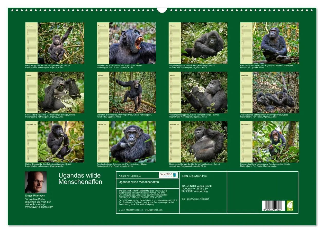 Bild: 9783516014167 | Ugandas wilde Menschenaffen (Wandkalender 2026 DIN A2 quer),...