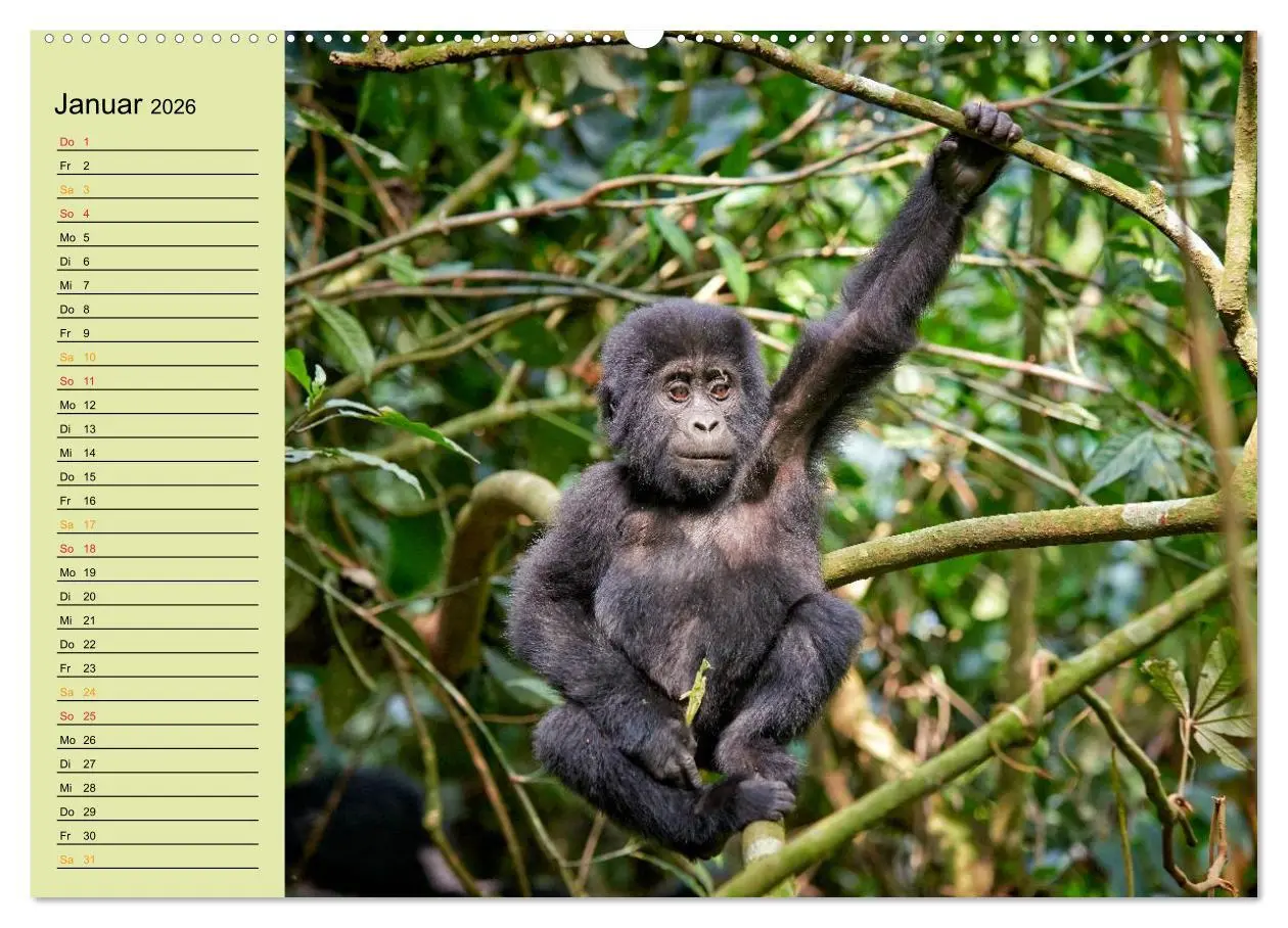 Bild: 9783516014167 | Ugandas wilde Menschenaffen (Wandkalender 2026 DIN A2 quer),...