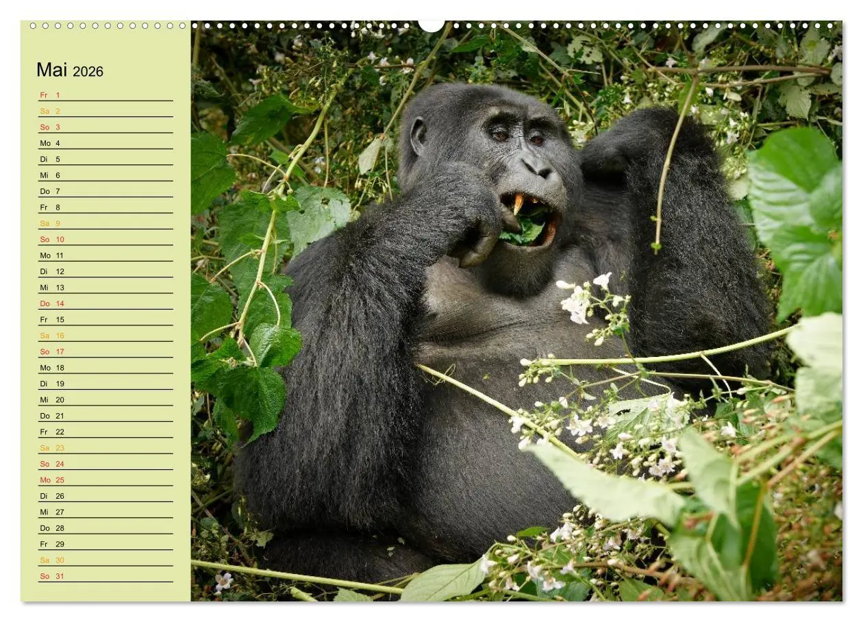 Bild: 9783516014167 | Ugandas wilde Menschenaffen (Wandkalender 2026 DIN A2 quer),...