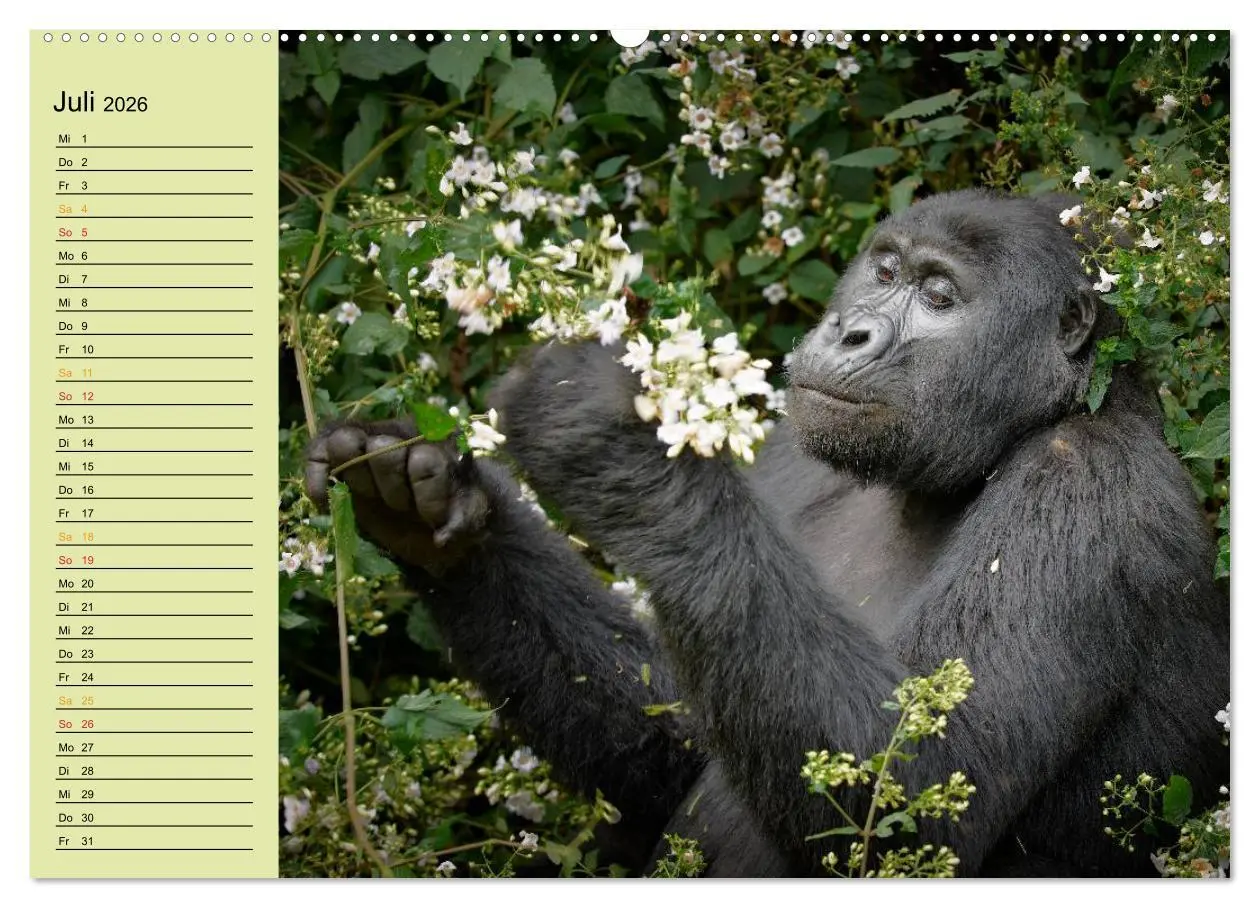 Bild: 9783516014167 | Ugandas wilde Menschenaffen (Wandkalender 2026 DIN A2 quer),...