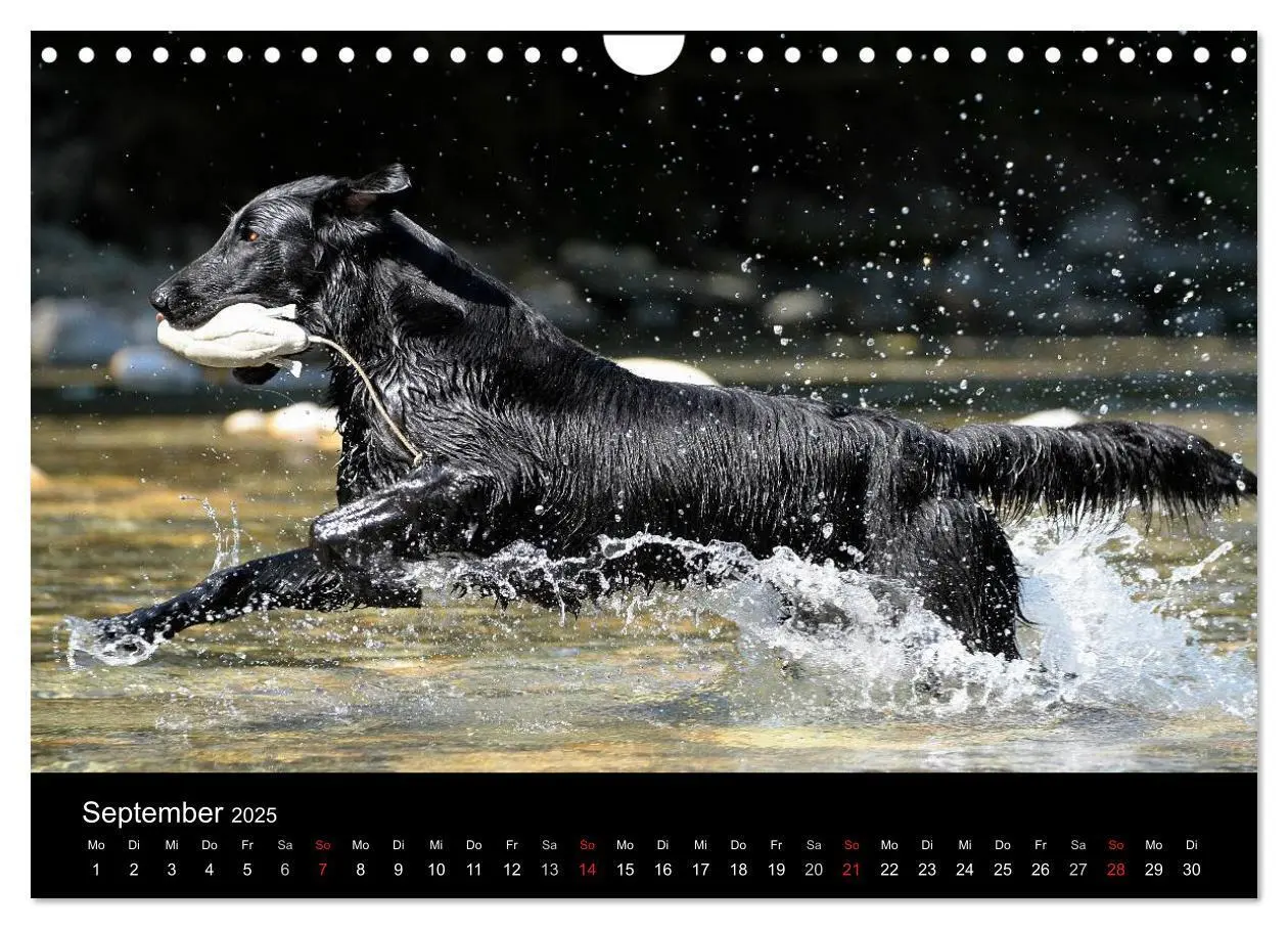 Bild: 9783435744367 | Flatcoated Retriever (Wandkalender 2025 DIN A4 quer), CALVENDO...