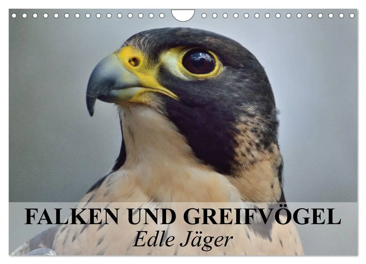 Cover: 9783516094367 | Falken und Greifvögel. Edle Jäger (Wandkalender 2026 DIN A4 quer),...