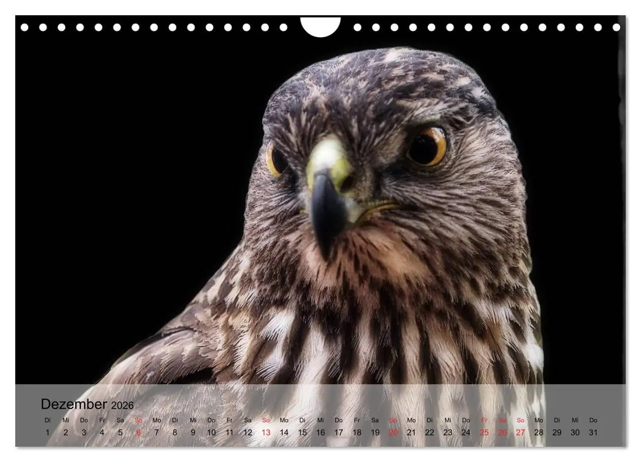 Bild: 9783516094367 | Falken und Greifvögel. Edle Jäger (Wandkalender 2026 DIN A4 quer),...