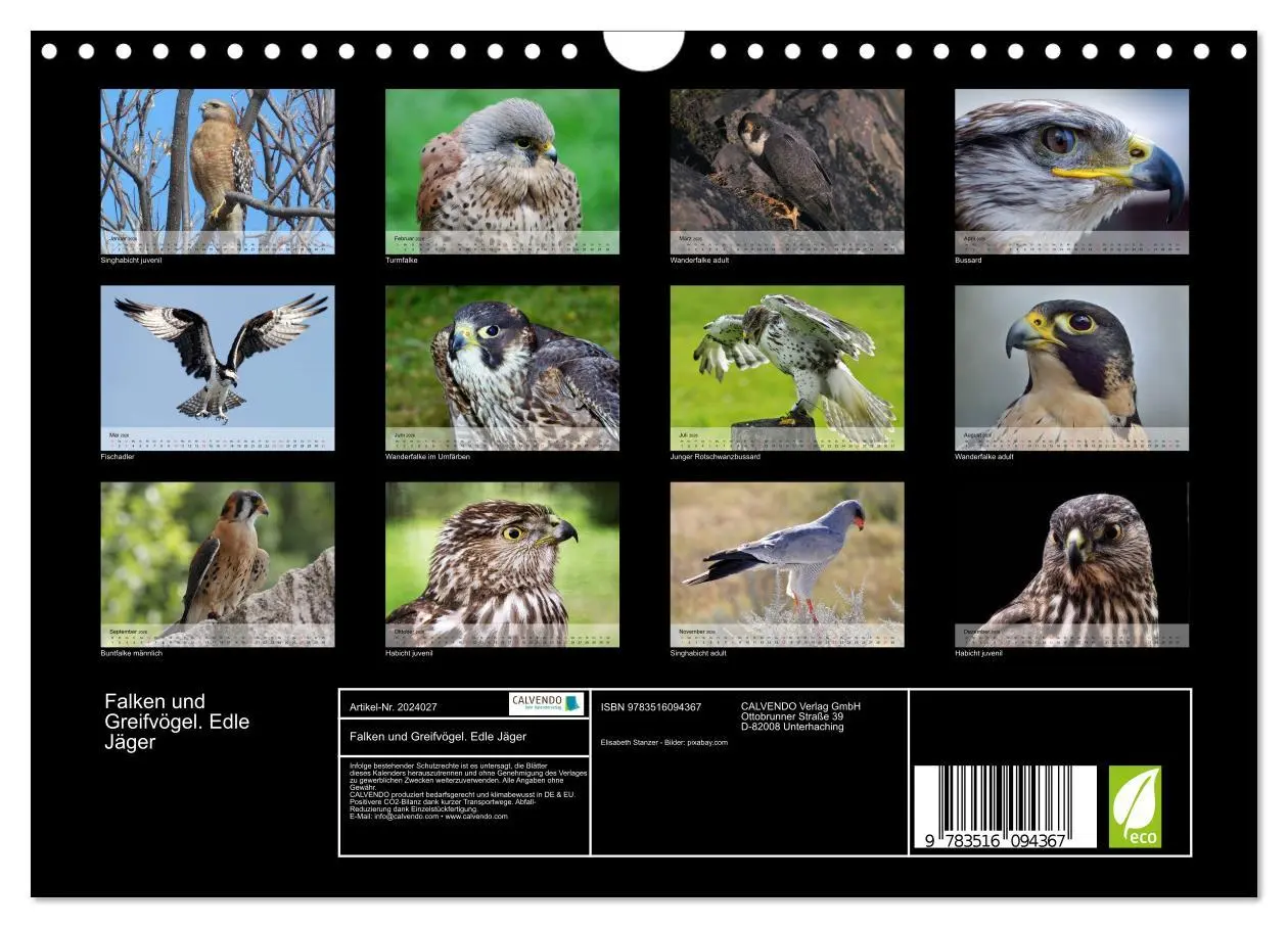 Bild: 9783516094367 | Falken und Greifvögel. Edle Jäger (Wandkalender 2026 DIN A4 quer),...