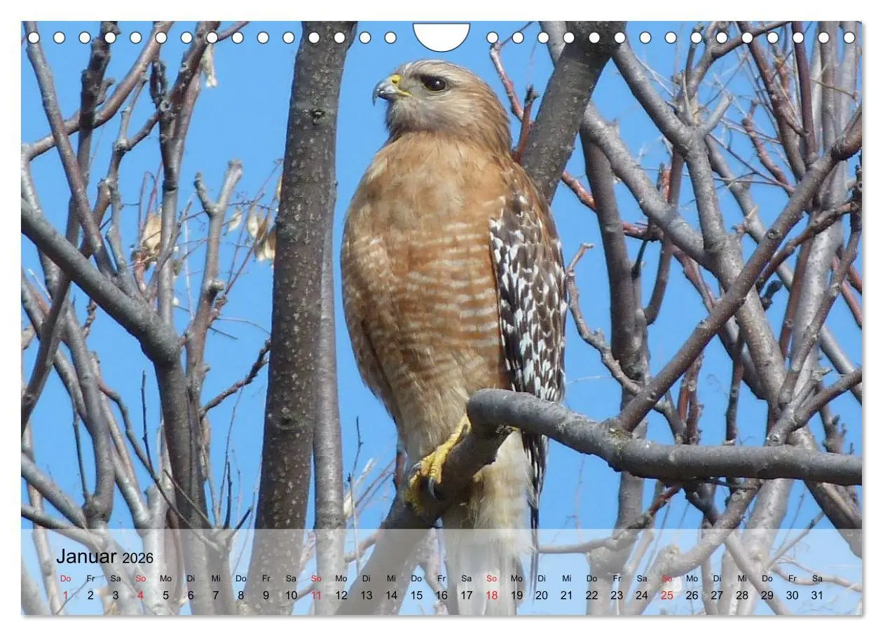 Bild: 9783516094367 | Falken und Greifvögel. Edle Jäger (Wandkalender 2026 DIN A4 quer),...