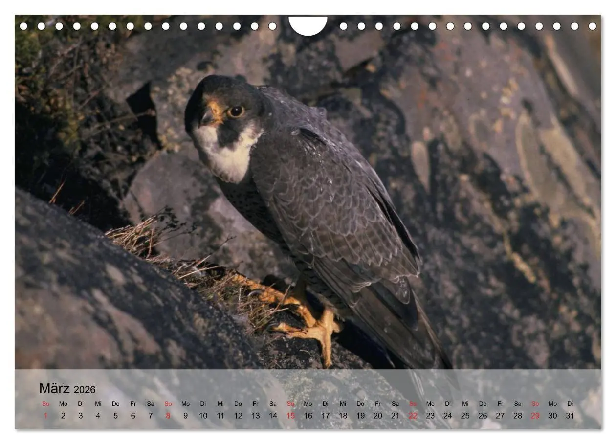 Bild: 9783516094367 | Falken und Greifvögel. Edle Jäger (Wandkalender 2026 DIN A4 quer),...