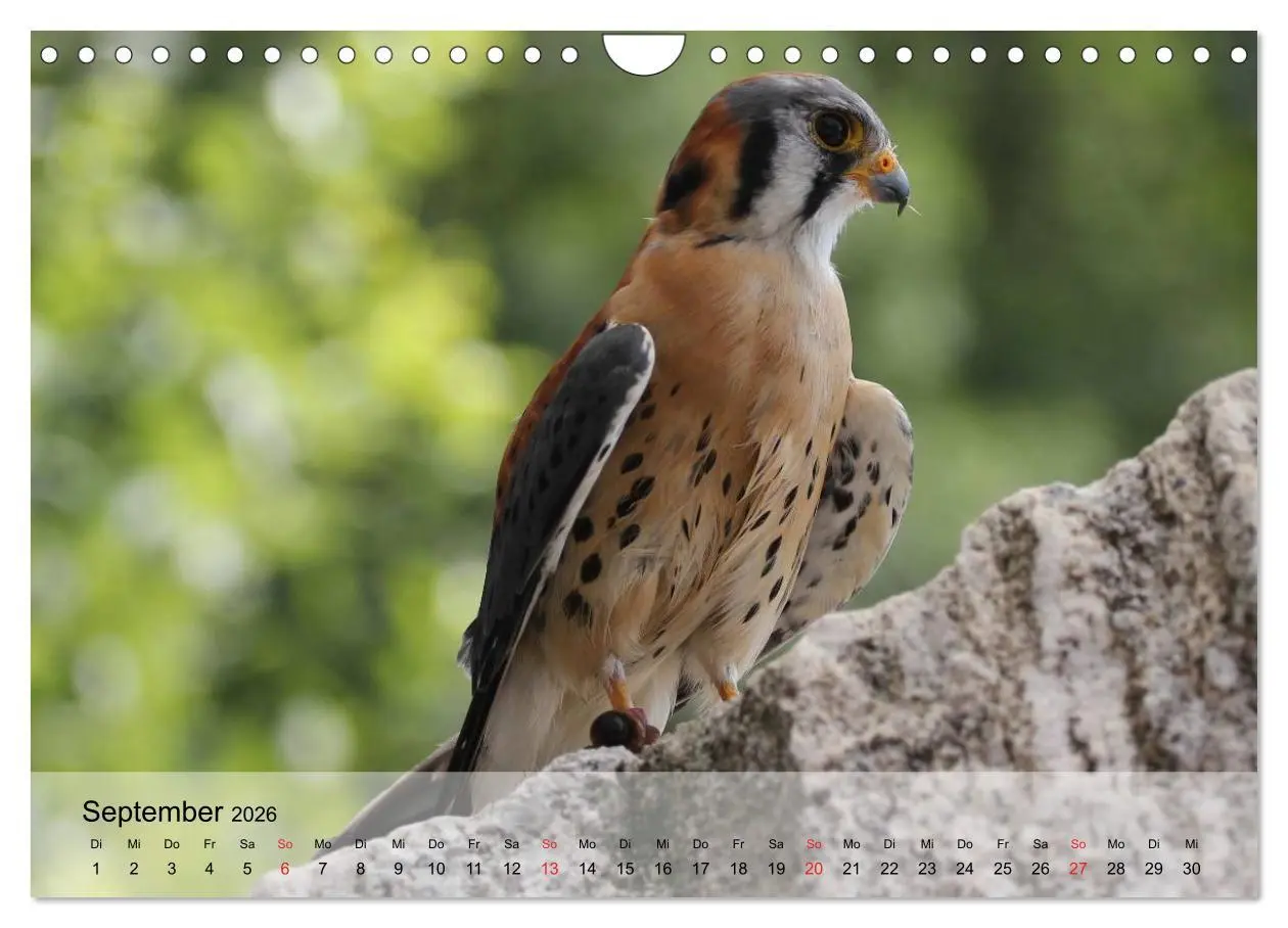 Bild: 9783516094367 | Falken und Greifvögel. Edle Jäger (Wandkalender 2026 DIN A4 quer),...