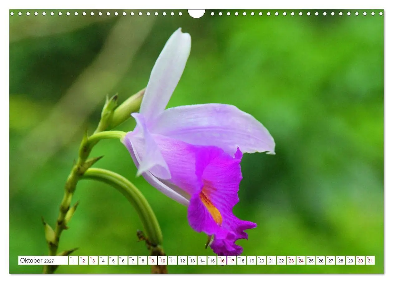 Bild: 9783569494367 | Asiatische Blumenpracht (Wandkalender 2027 DIN A3 quer), CALVENDO...