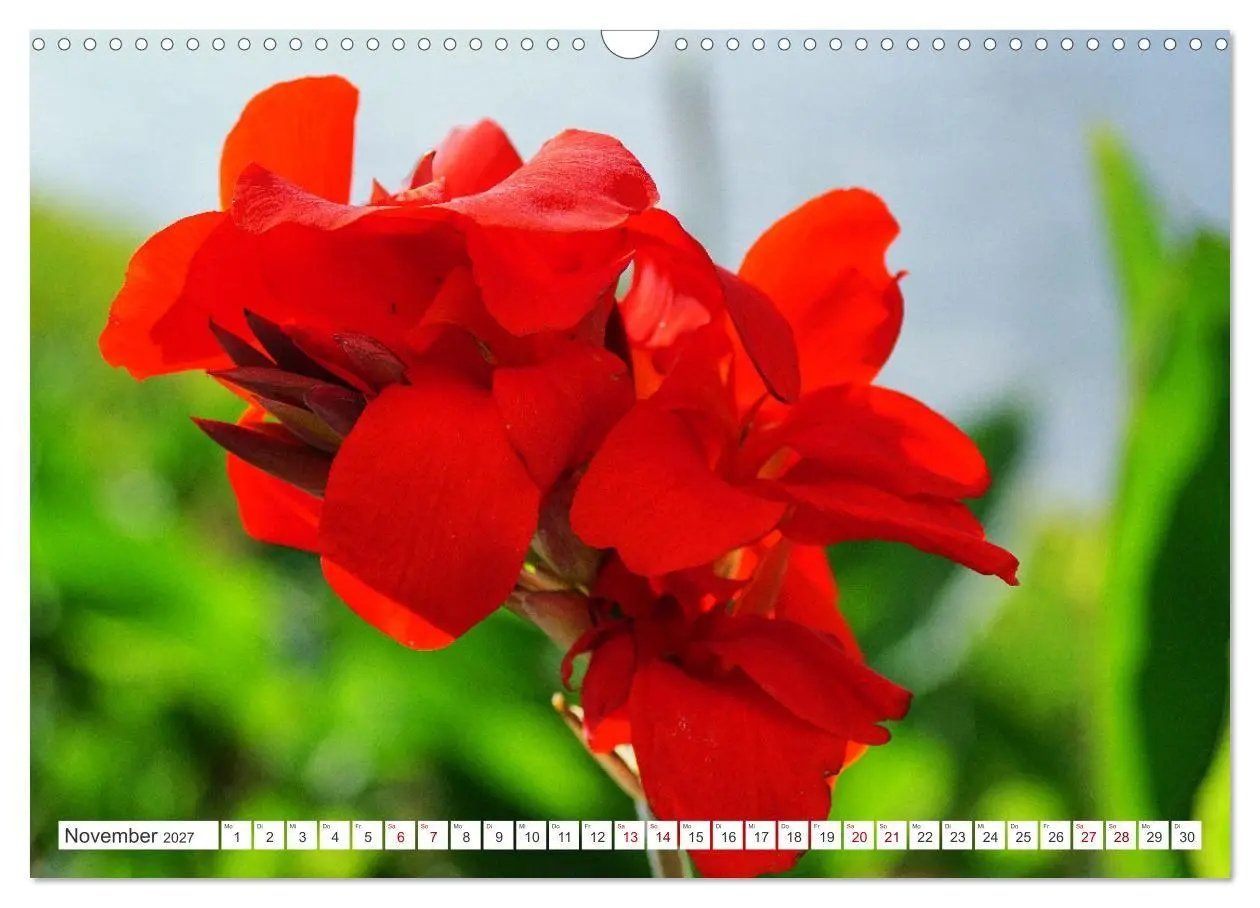 Bild: 9783569494367 | Asiatische Blumenpracht (Wandkalender 2027 DIN A3 quer), CALVENDO...