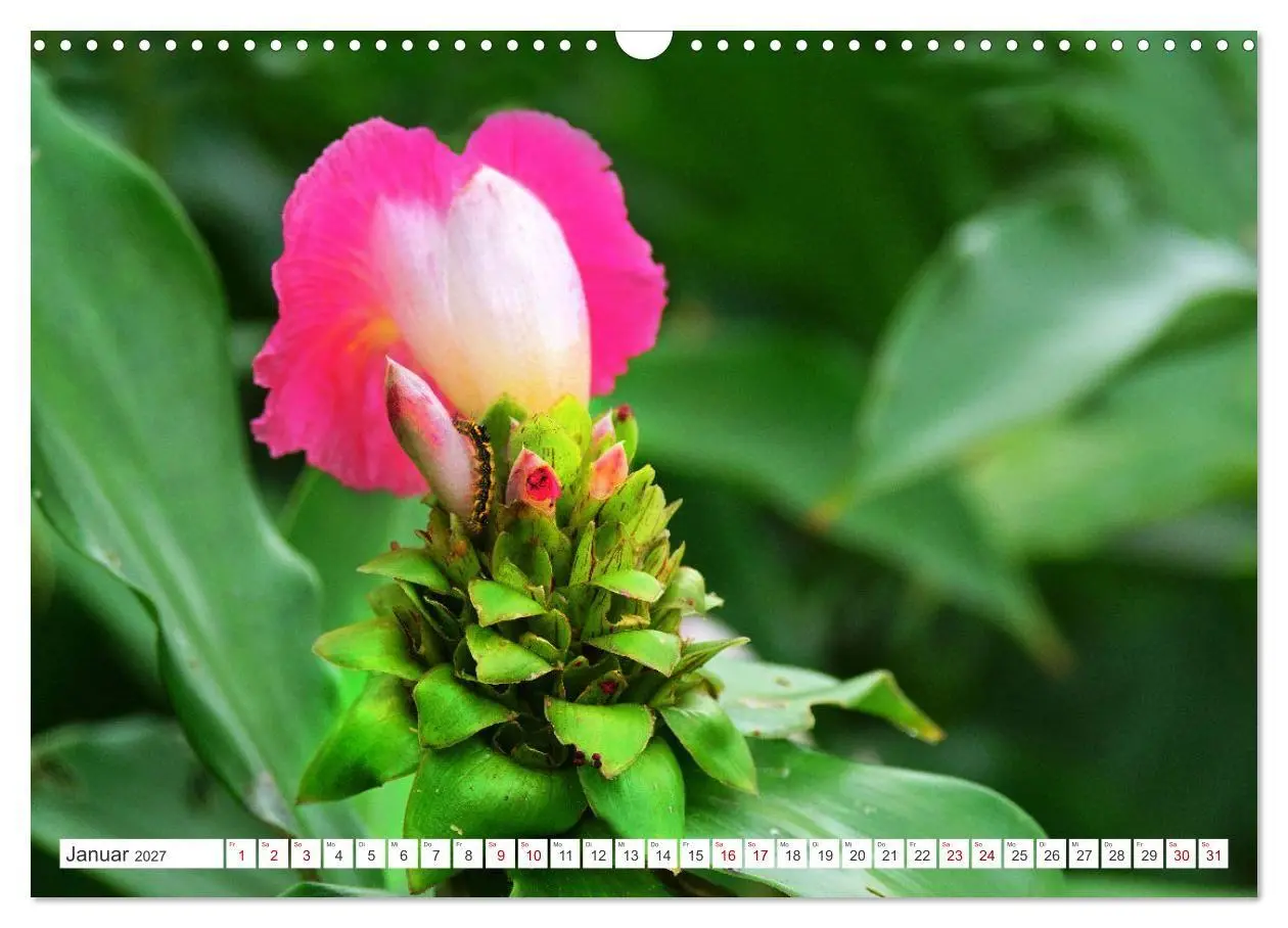 Bild: 9783569494367 | Asiatische Blumenpracht (Wandkalender 2027 DIN A3 quer), CALVENDO...