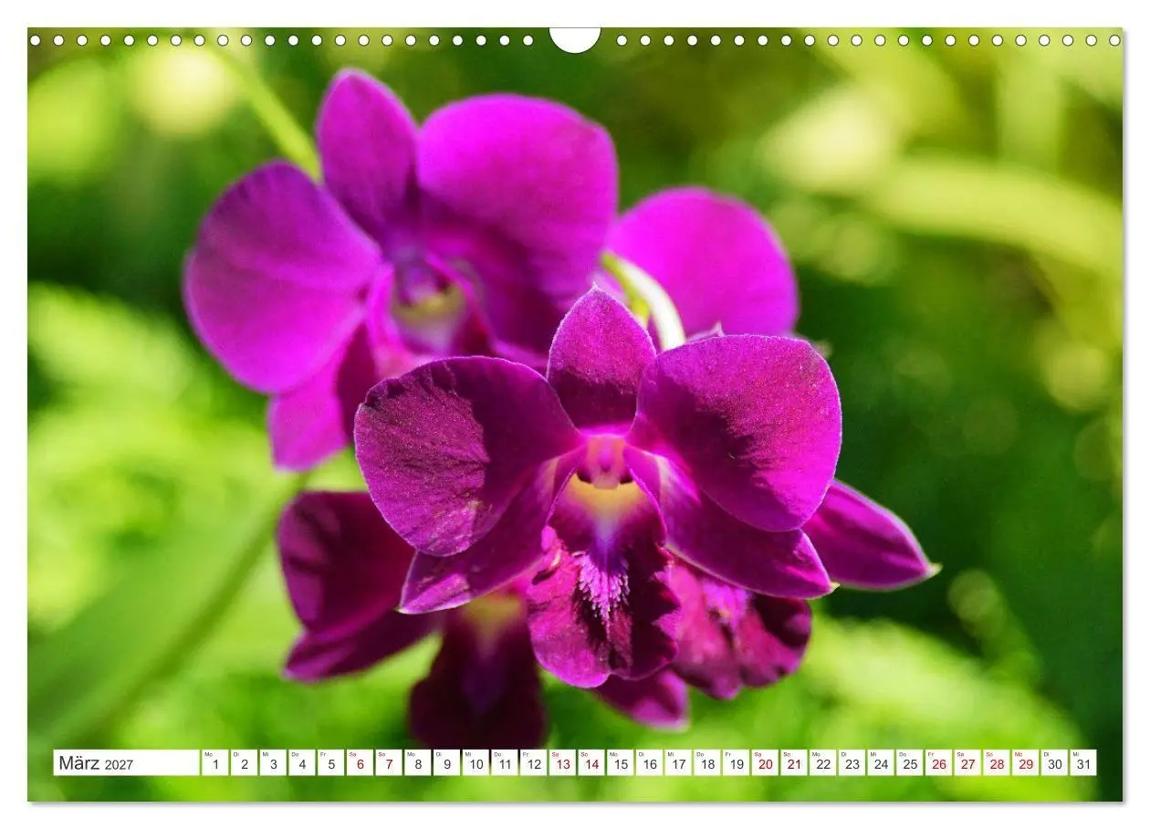 Bild: 9783569494367 | Asiatische Blumenpracht (Wandkalender 2027 DIN A3 quer), CALVENDO...