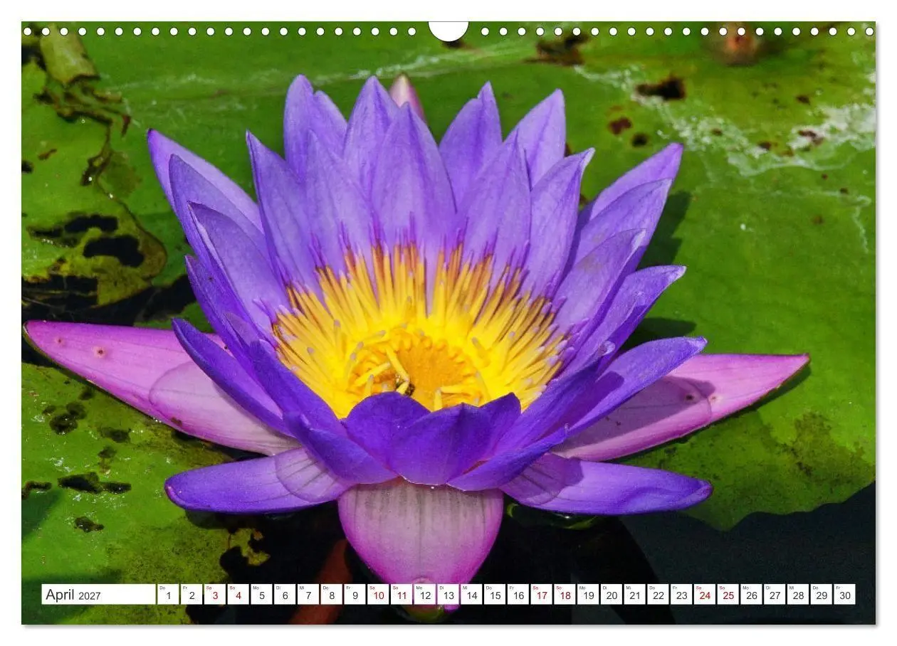 Bild: 9783569494367 | Asiatische Blumenpracht (Wandkalender 2027 DIN A3 quer), CALVENDO...