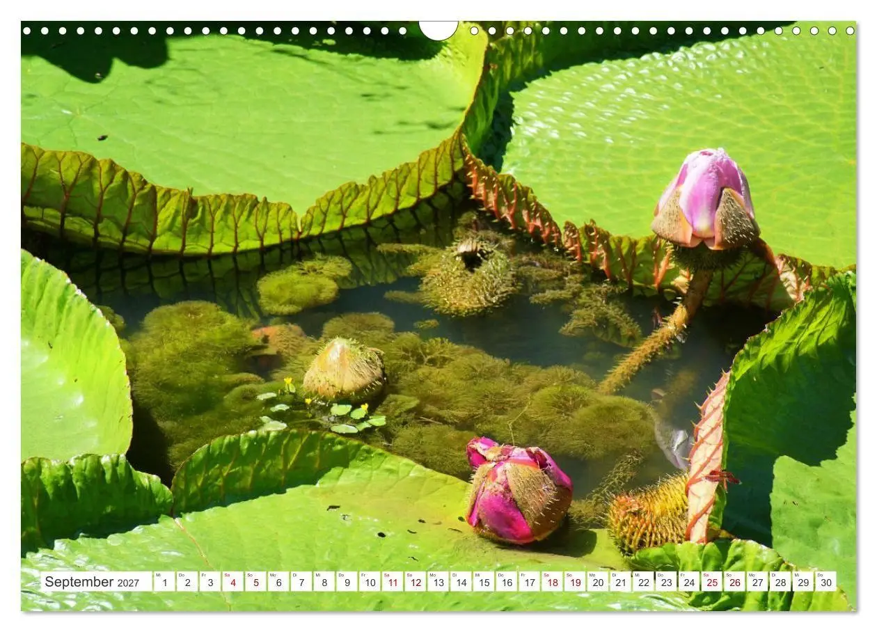 Bild: 9783569494367 | Asiatische Blumenpracht (Wandkalender 2027 DIN A3 quer), CALVENDO...