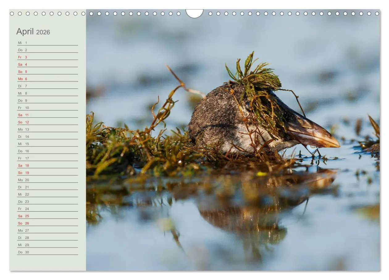 Bild: 9783457684467 | Donaudelta - Tierparadies am Schwarzen Meer (Wandkalender 2026 DIN...