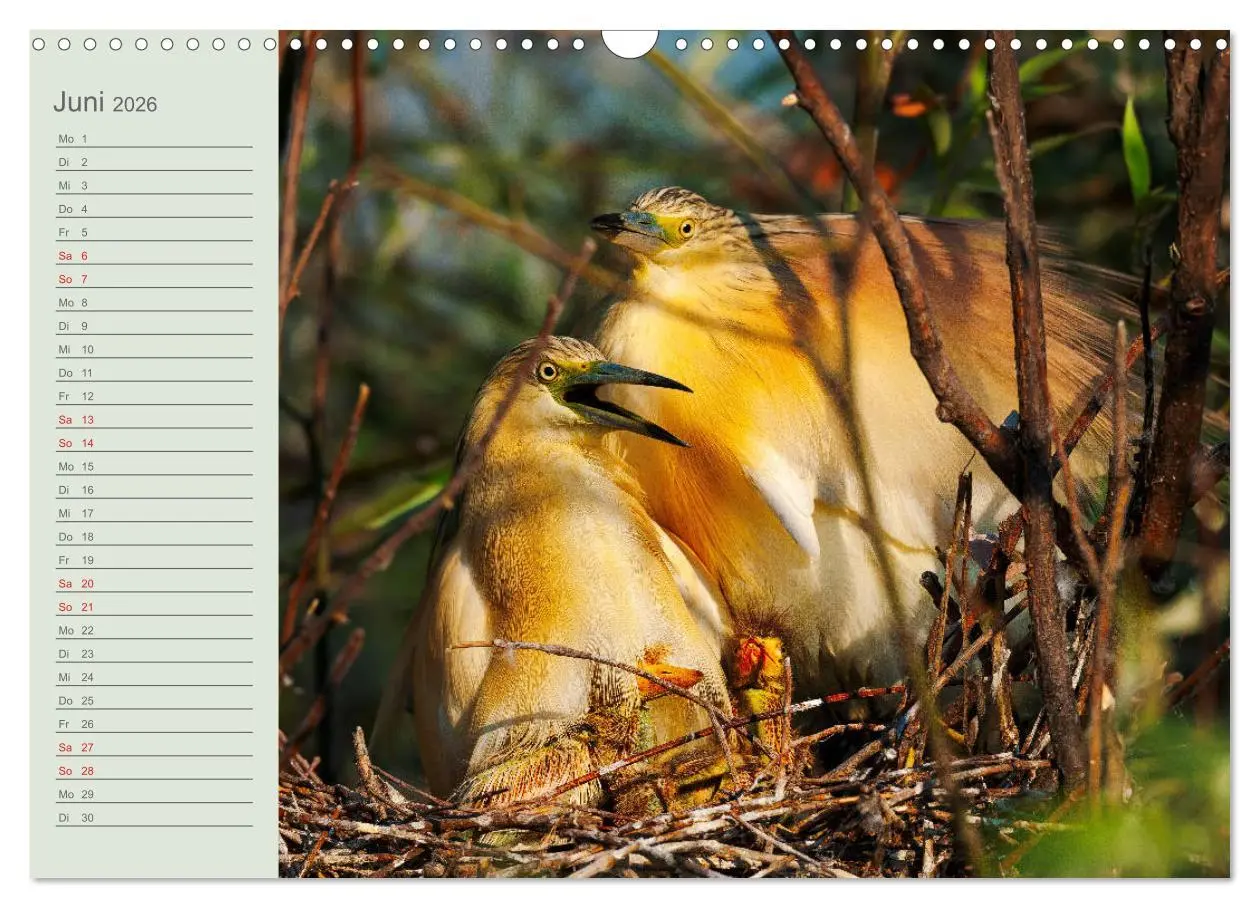 Bild: 9783457684467 | Donaudelta - Tierparadies am Schwarzen Meer (Wandkalender 2026 DIN...