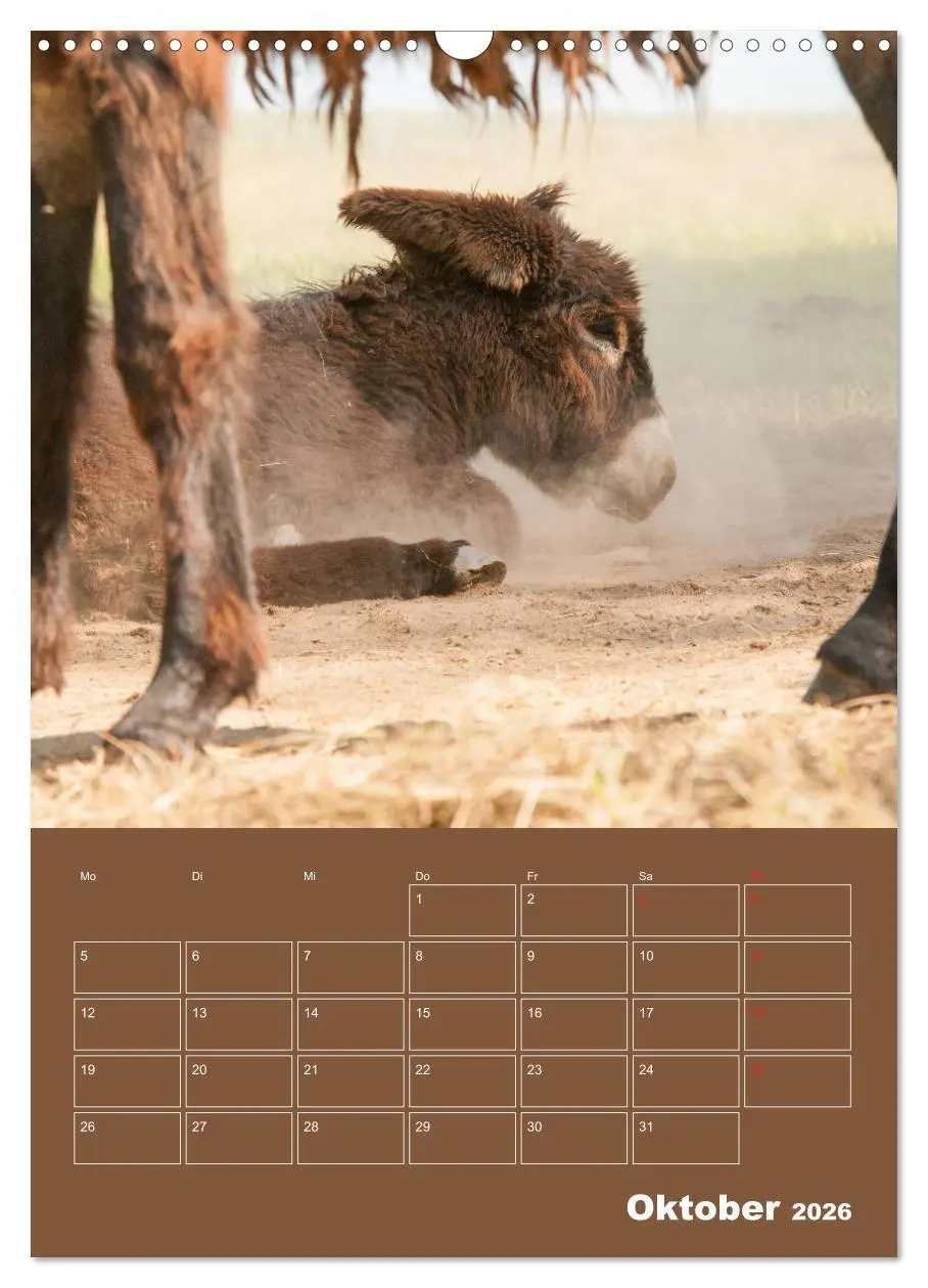 Bild: 9783516384567 | Entzückende Esel - Charmant und liebenswert (Wandkalender 2026 DIN...