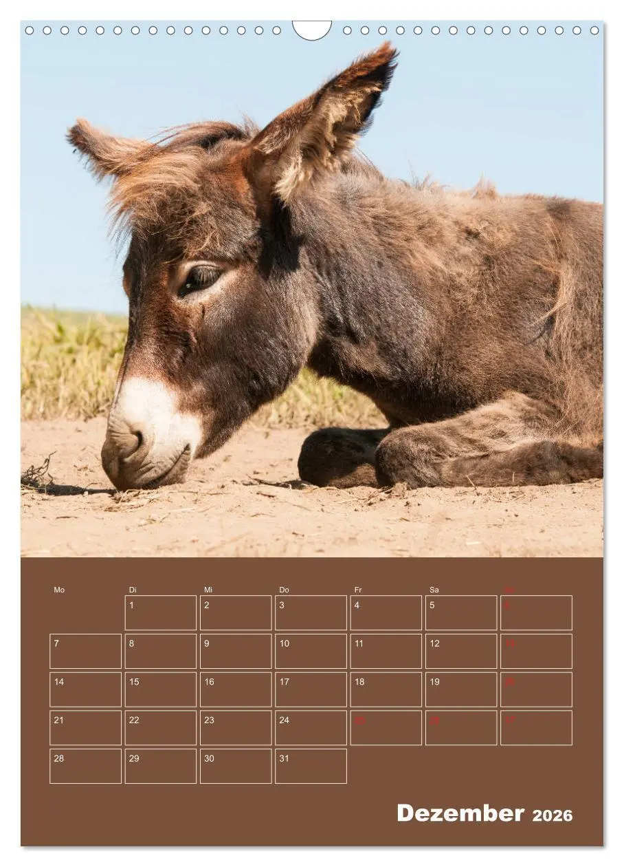 Bild: 9783516384567 | Entzückende Esel - Charmant und liebenswert (Wandkalender 2026 DIN...