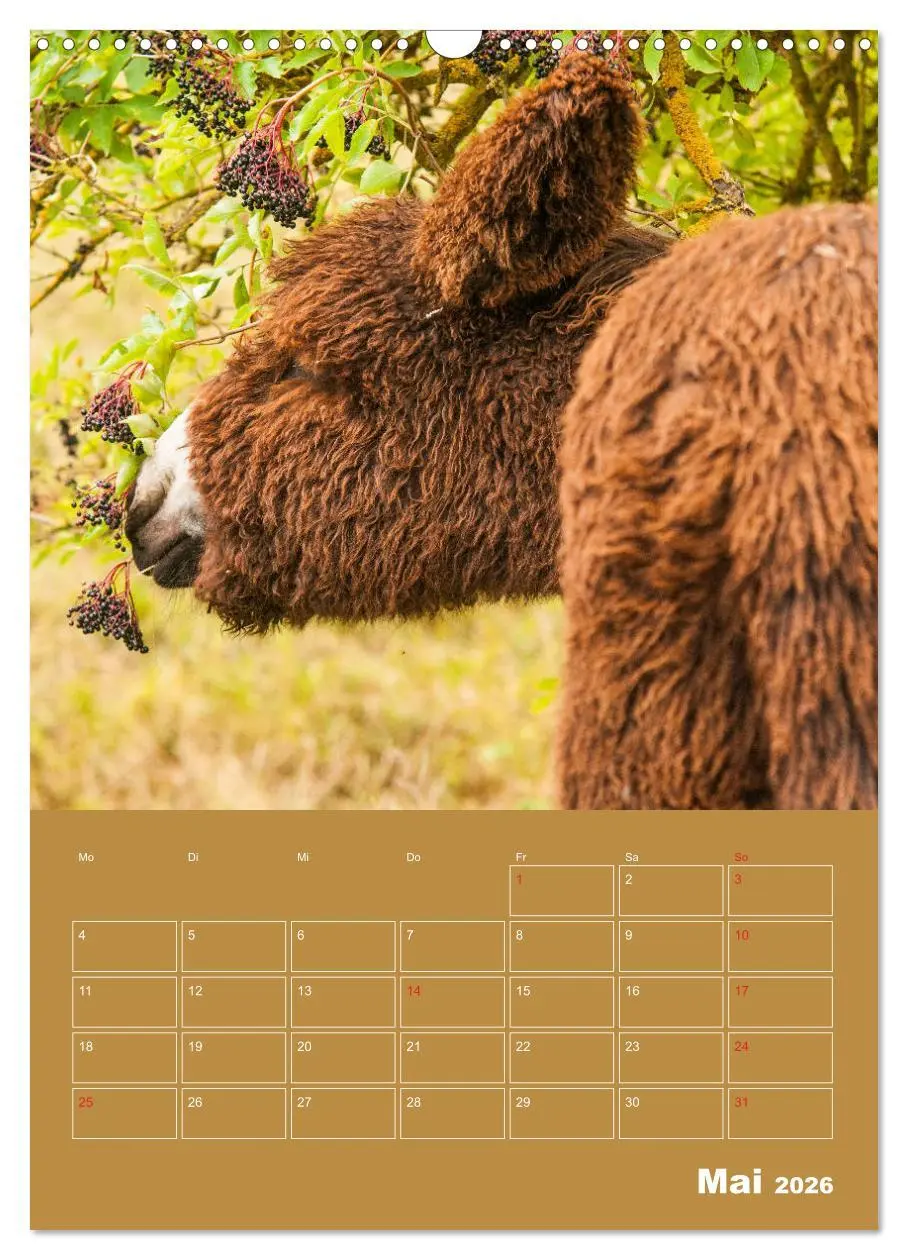 Bild: 9783516384567 | Entzückende Esel - Charmant und liebenswert (Wandkalender 2026 DIN...