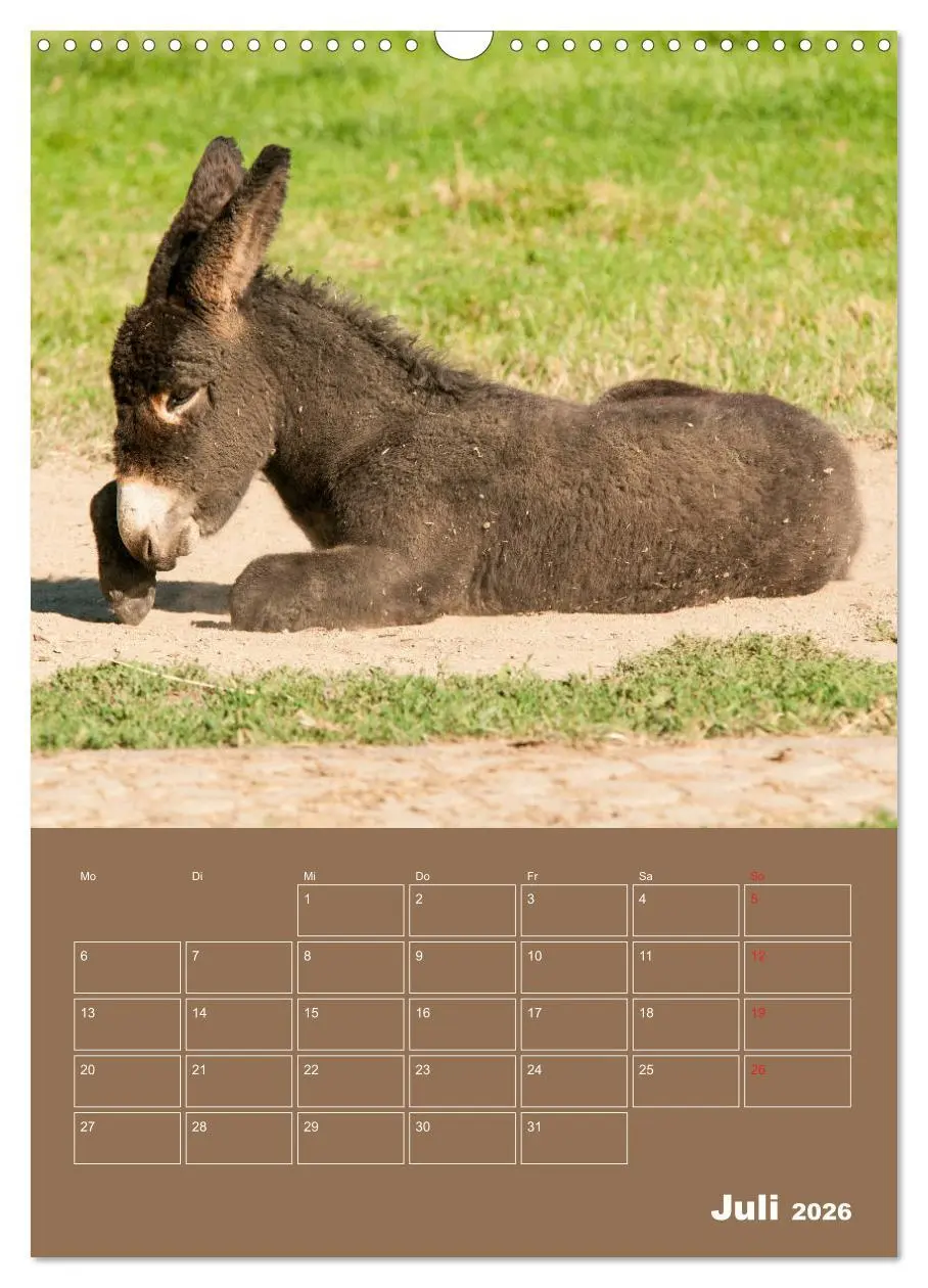 Bild: 9783516384567 | Entzückende Esel - Charmant und liebenswert (Wandkalender 2026 DIN...