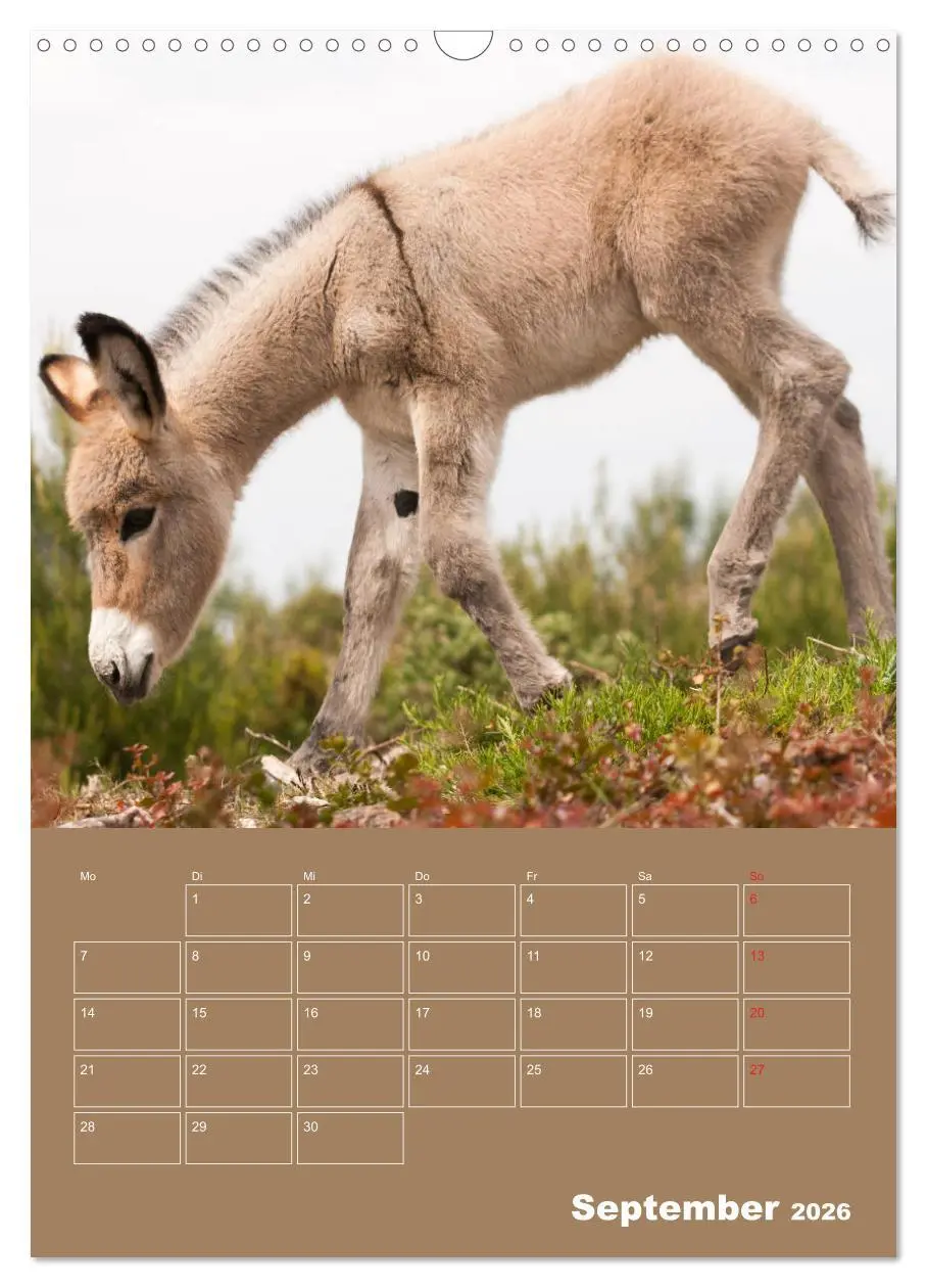 Bild: 9783516384567 | Entzückende Esel - Charmant und liebenswert (Wandkalender 2026 DIN...