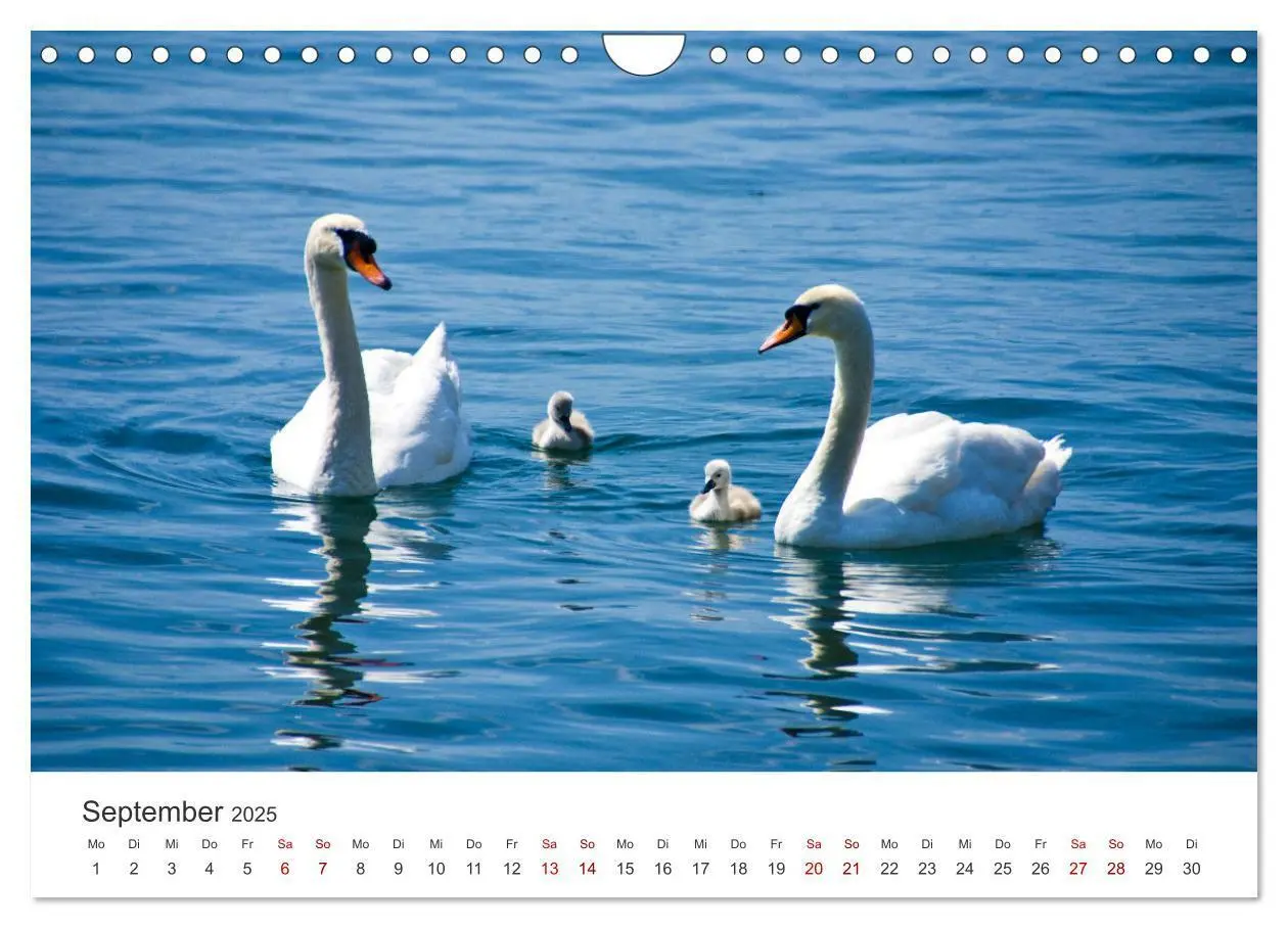 Bild: 9783383934667 | Schwäne - Prachtvolle Federkleider. (Wandkalender 2025 DIN A4...