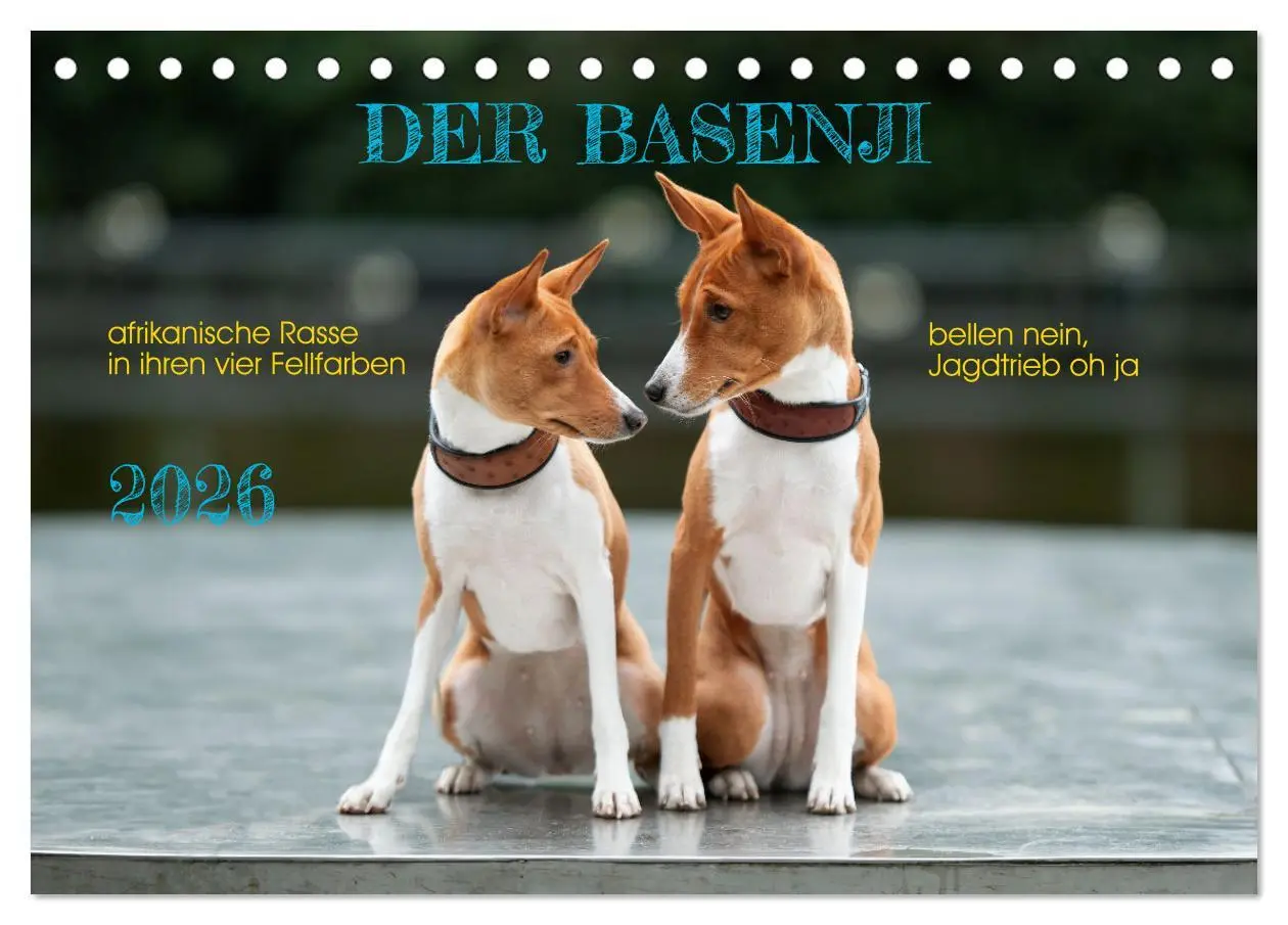 Cover: 9783457354667 | Der Basenji (Tischkalender 2026 DIN A5 quer), CALVENDO Monatskalender