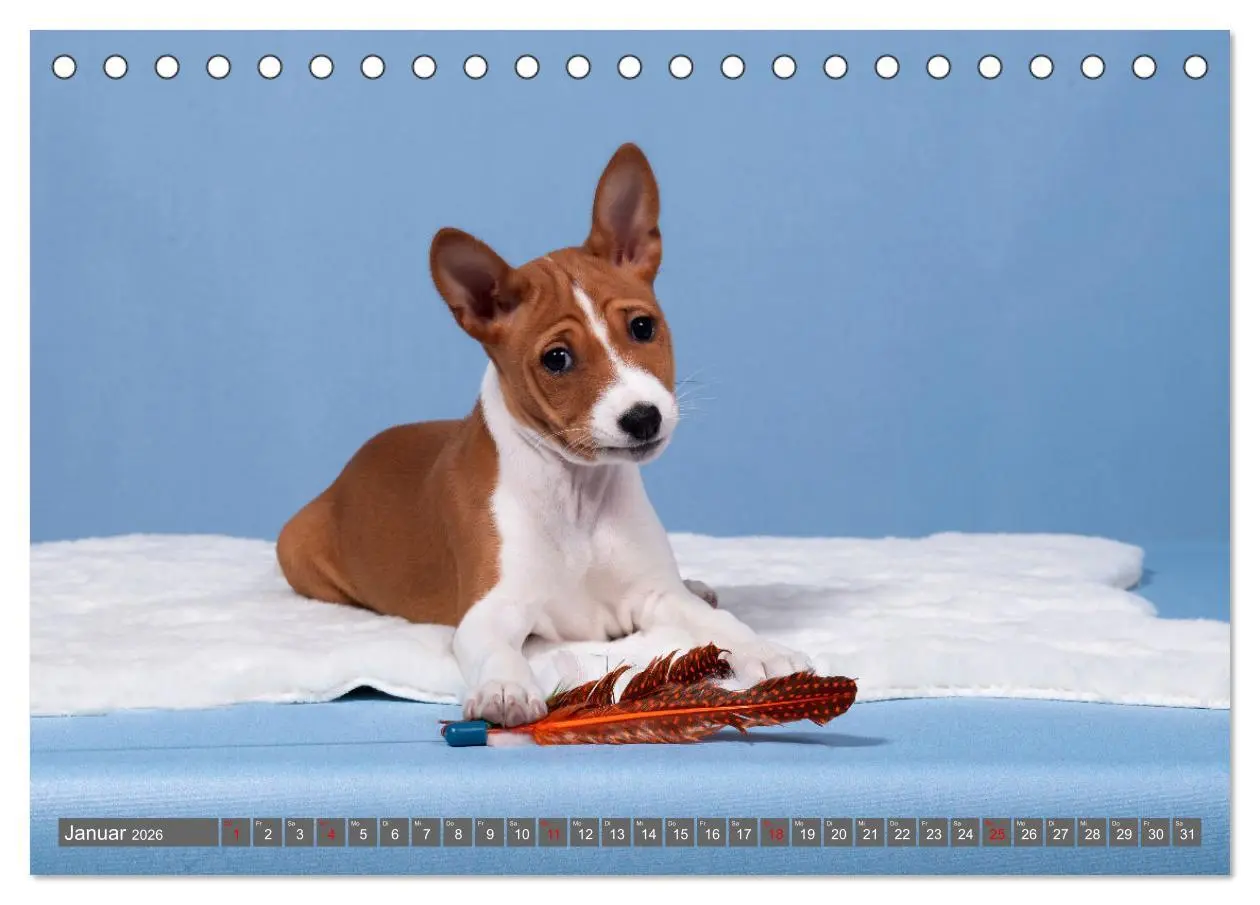 Bild: 9783457354667 | Der Basenji (Tischkalender 2026 DIN A5 quer), CALVENDO Monatskalender