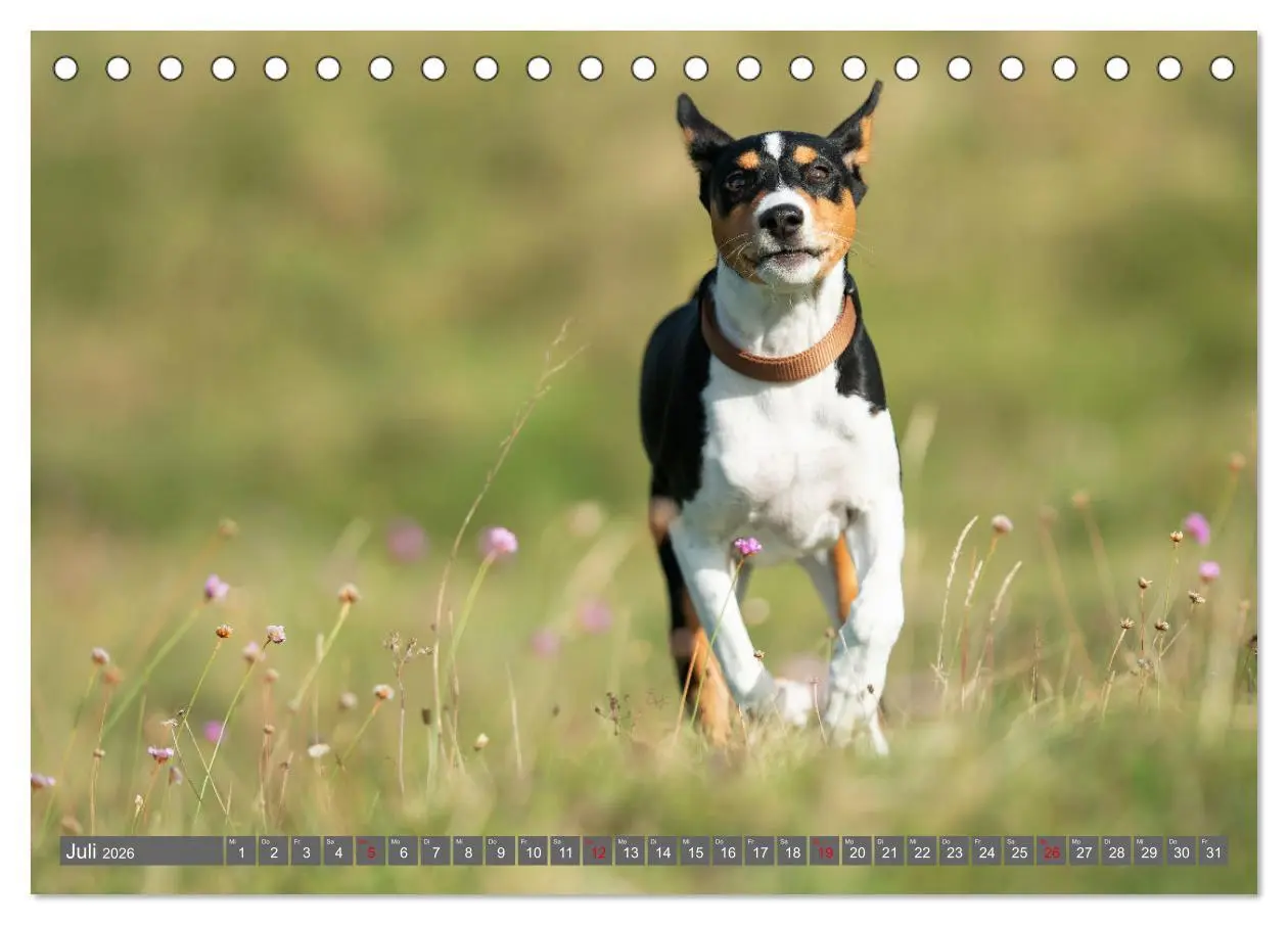 Bild: 9783457354667 | Der Basenji (Tischkalender 2026 DIN A5 quer), CALVENDO Monatskalender