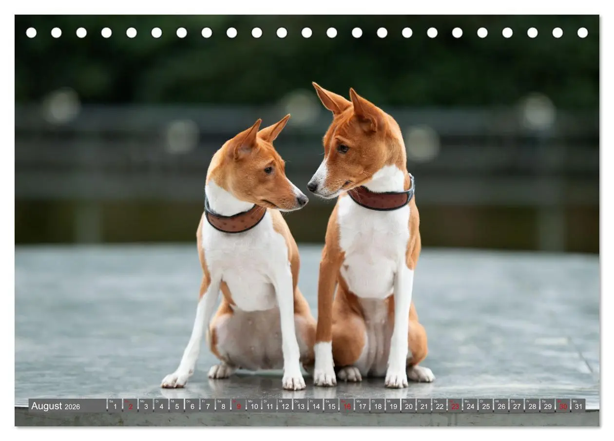 Bild: 9783457354667 | Der Basenji (Tischkalender 2026 DIN A5 quer), CALVENDO Monatskalender